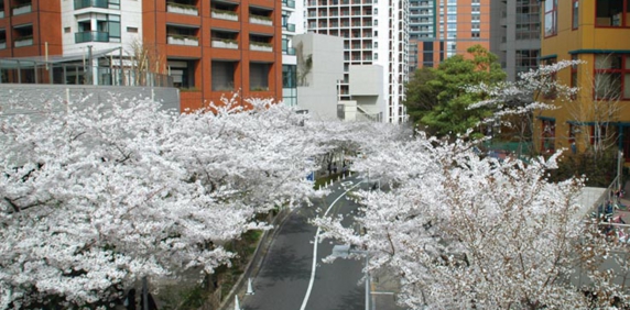 六本木桜坂.jpg