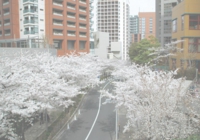 六本木桜坂.jpg